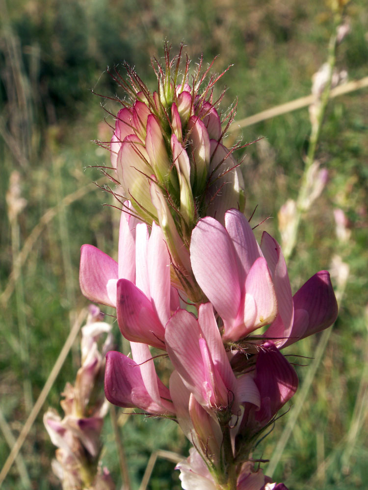 Image of Hedysarum songoricum specimen.