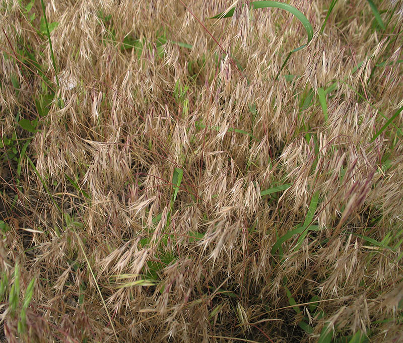 Image of Anisantha tectorum specimen.