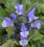 Salvia verbenaca