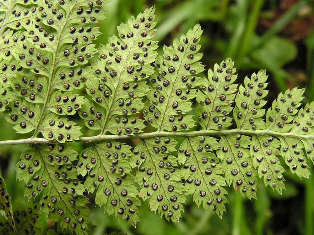 Image of Dryopteris amurensis specimen.