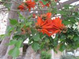 Erythrina lysistemon