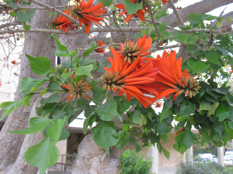 Image of Erythrina lysistemon specimen.