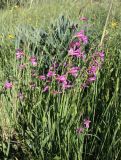 Gladiolus italicus