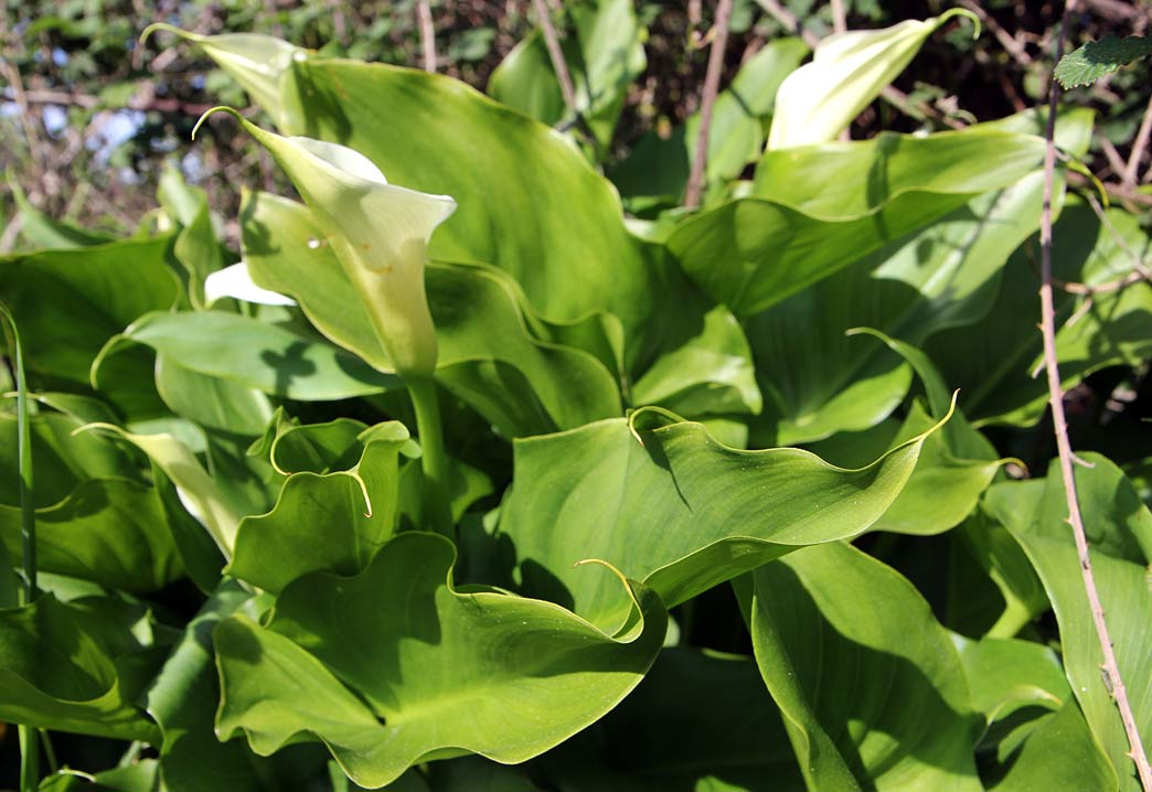 Image of Zantedeschia aethiopica specimen.