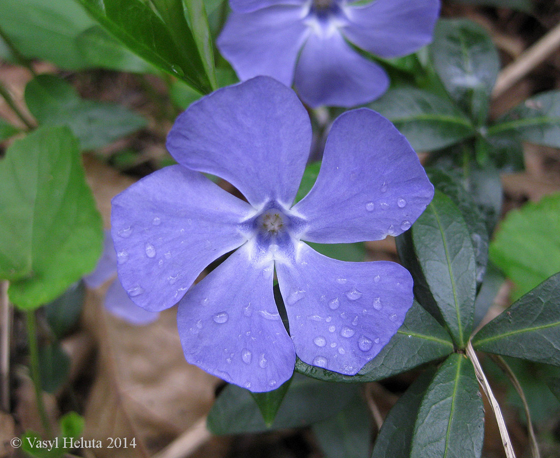 Image of Vinca minor specimen.