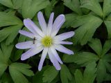 Anemone blanda