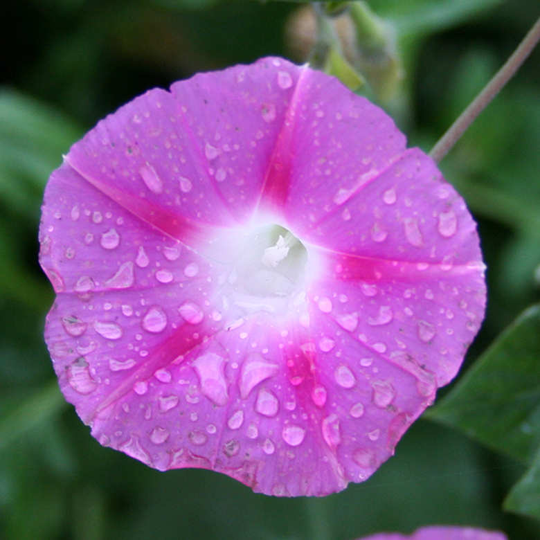 Image of Ipomoea purpurea specimen.