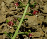 Scrophularia rupestris