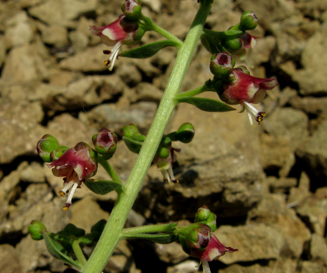 Изображение особи Scrophularia rupestris.