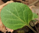 Viola primorskajensis