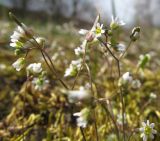 Erophila verna. Цветущие и плодоносящие растения. Беларусь, г. Гродно, окр. лесопарка Румлёво. 30.03.2014.