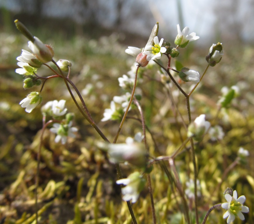 Изображение особи Erophila verna.