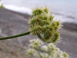 Astrodaucus littoralis