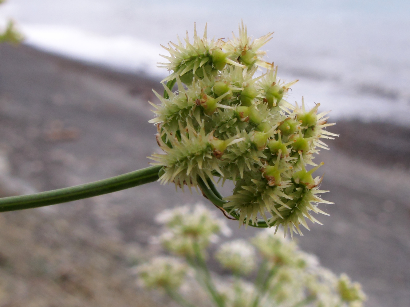 Image of Astrodaucus littoralis specimen.