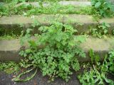 Chaerophyllum temulum. Цветущее растение. Ставропольский край, г. Кисловодск, по ул. Ф. И. Шаляпина, обочина мощёной дороги (43°54′0,61″ с.ш., 42°43′31,83″ в.д.). 04.06.2014.