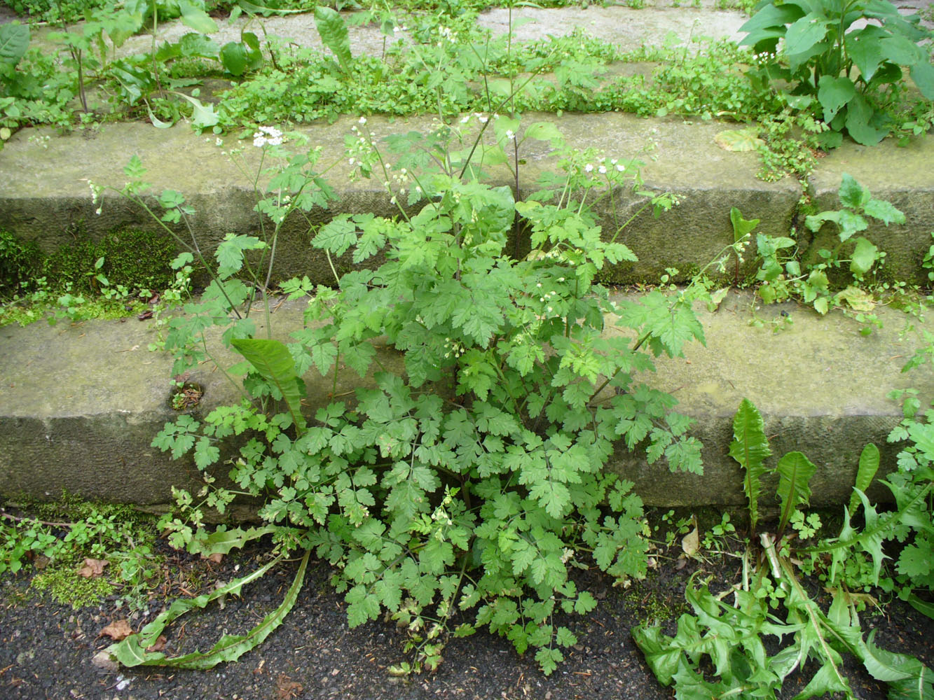 Image of Chaerophyllum temulum specimen.