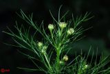 Tripleurospermum inodorum