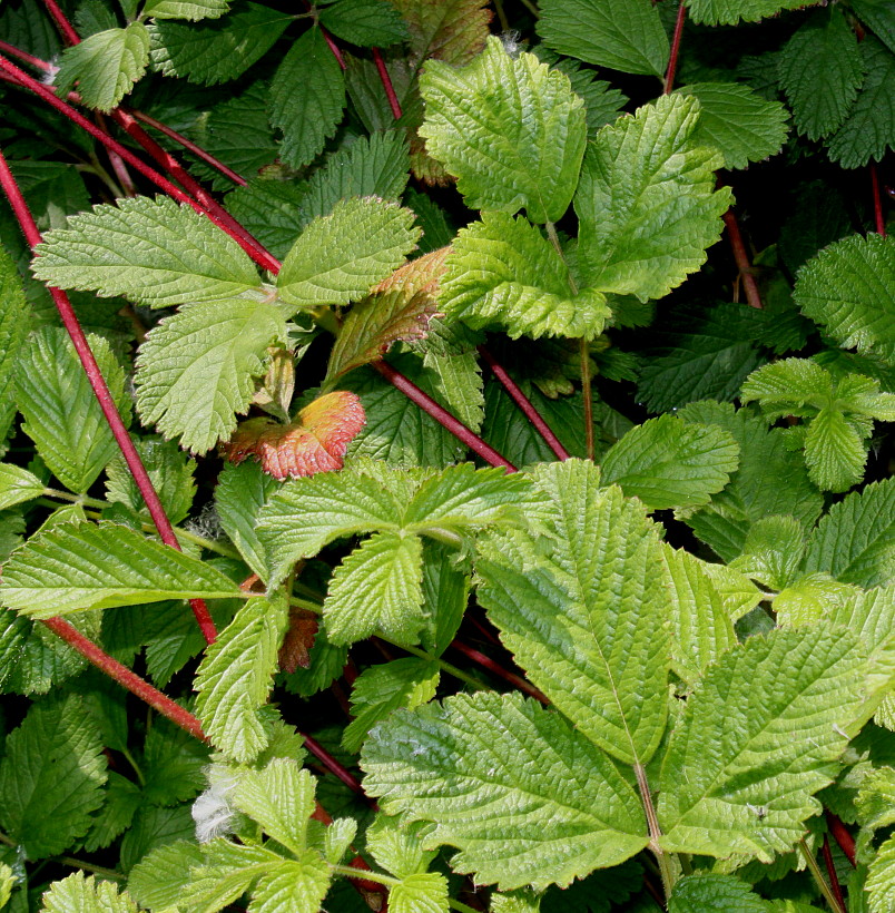 Image of Potentilla rupestris specimen.