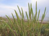 Phleum phleoides