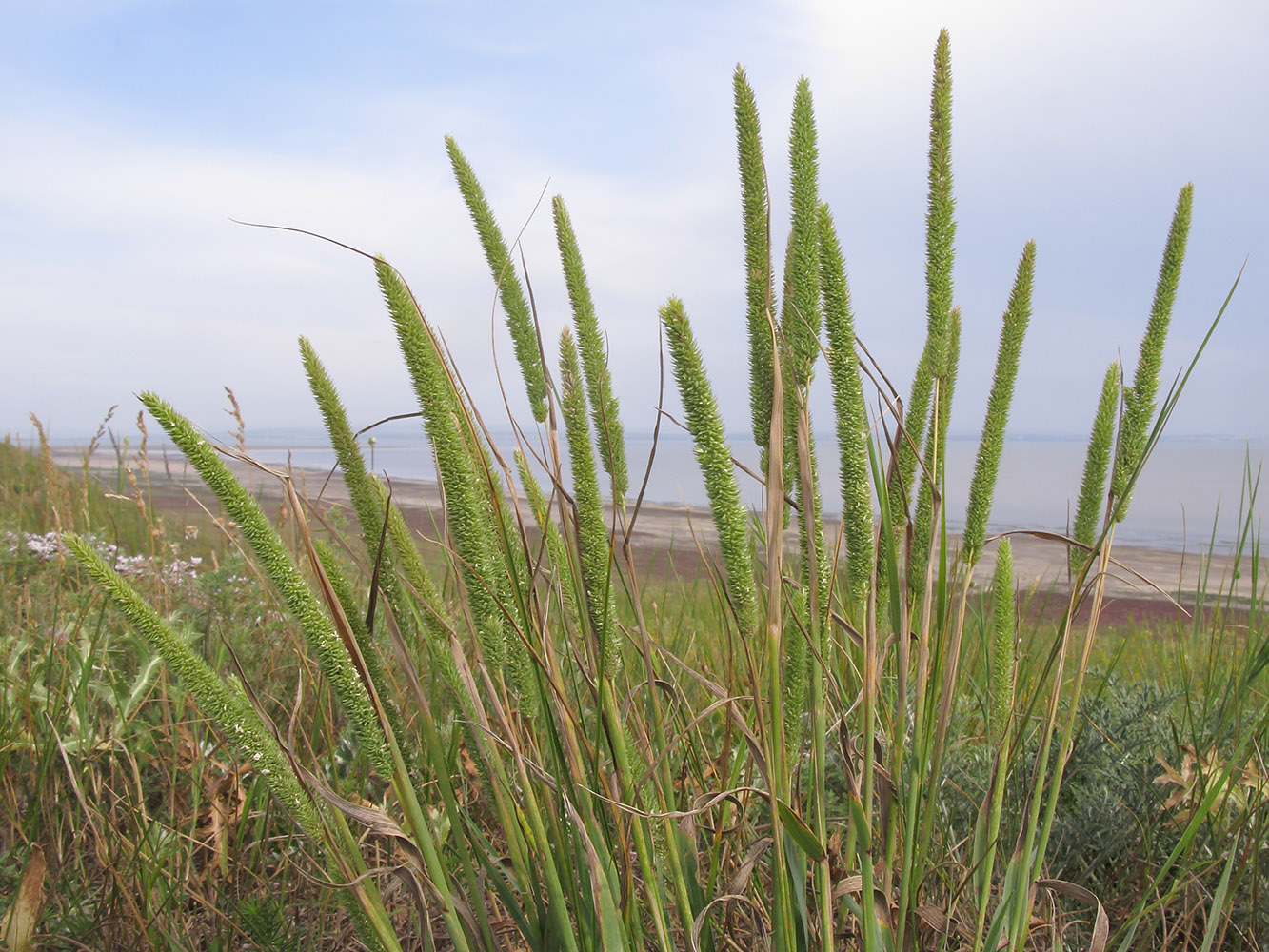 Изображение особи Phleum phleoides.
