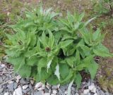 Cirsium helenioides