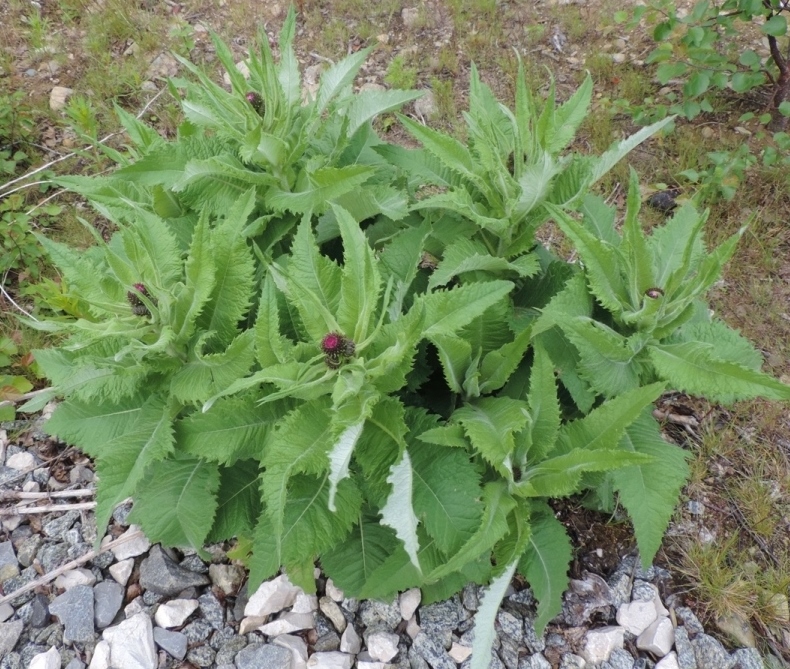 Image of Cirsium helenioides specimen.