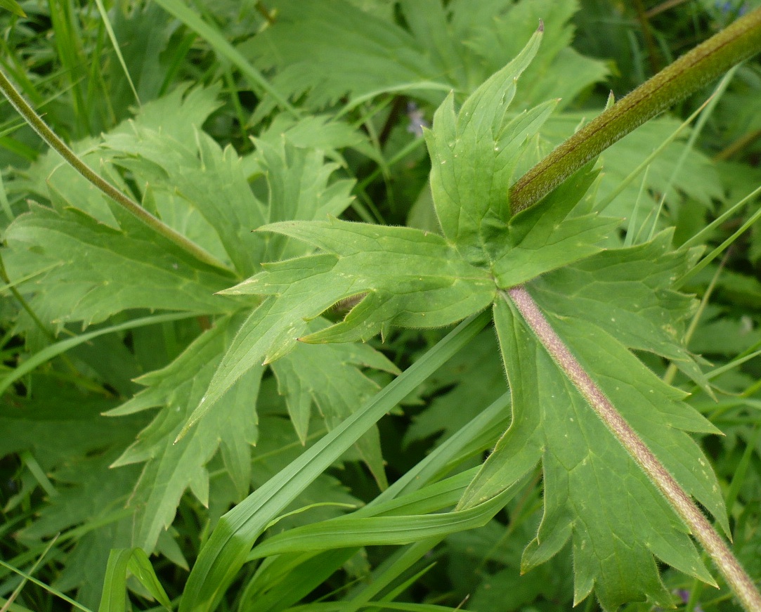 Изображение особи Aconitum septentrionale.