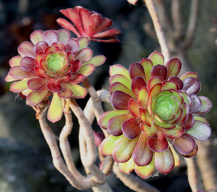 Image of Aeonium arboreum var. atropurpureum specimen.