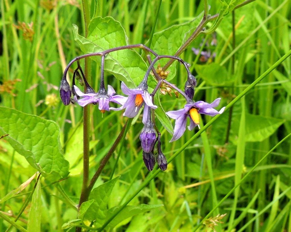 Image of Solanum kitagawae specimen.