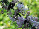 Vitex agnus-castus. Цветы. Узбекистан, г. Ташкент, Ботанический сад им. Ф.Н. Русанова, 17.08.2008.