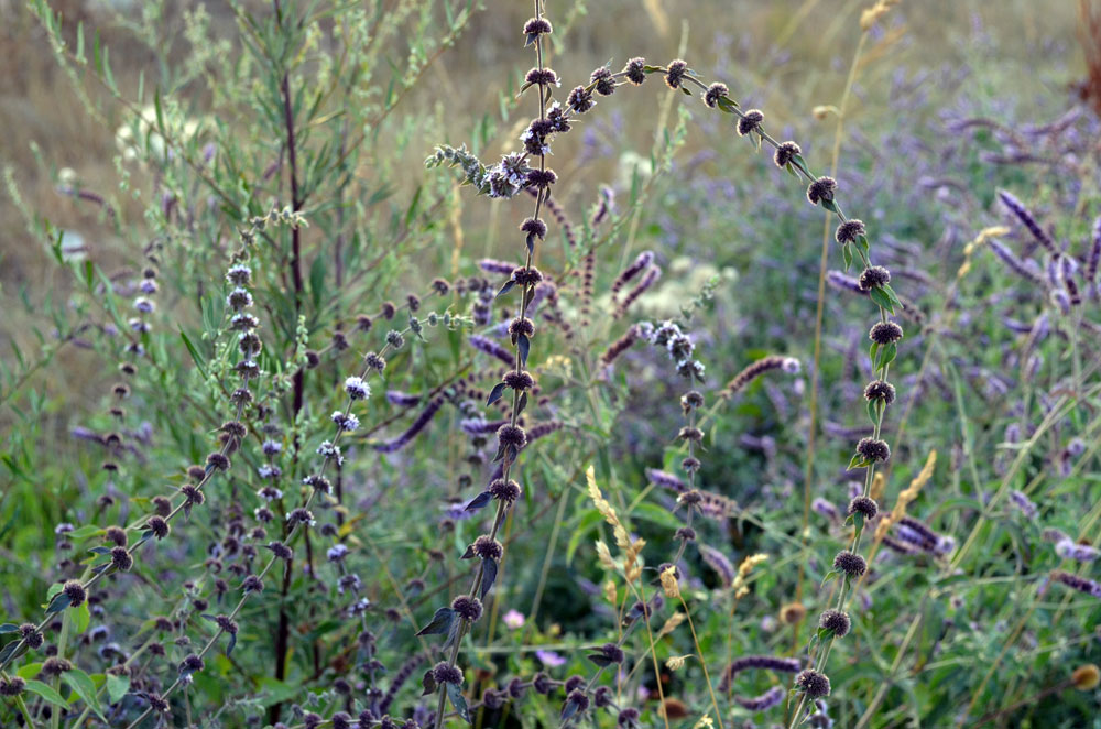 Image of Mentha × interrupta specimen.