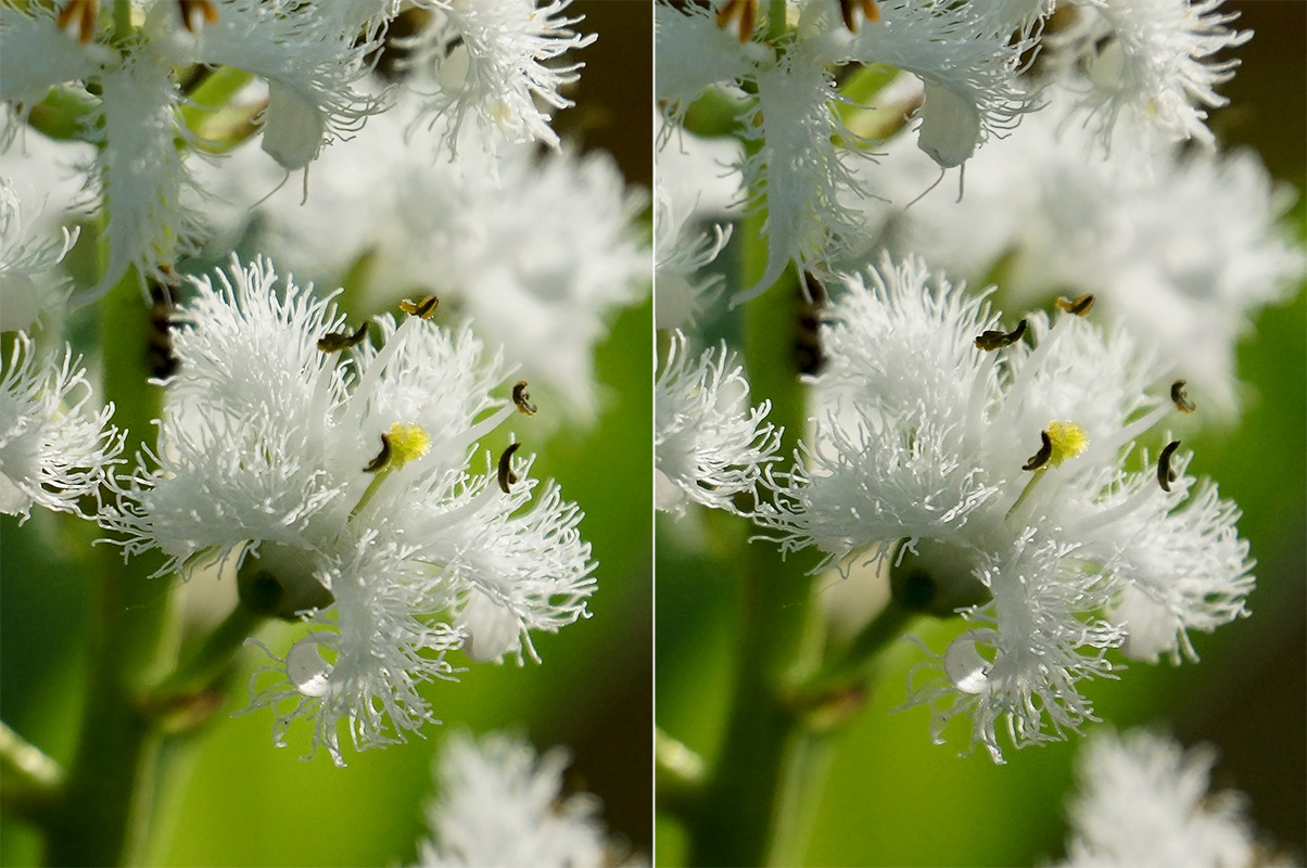 Изображение особи Menyanthes trifoliata.