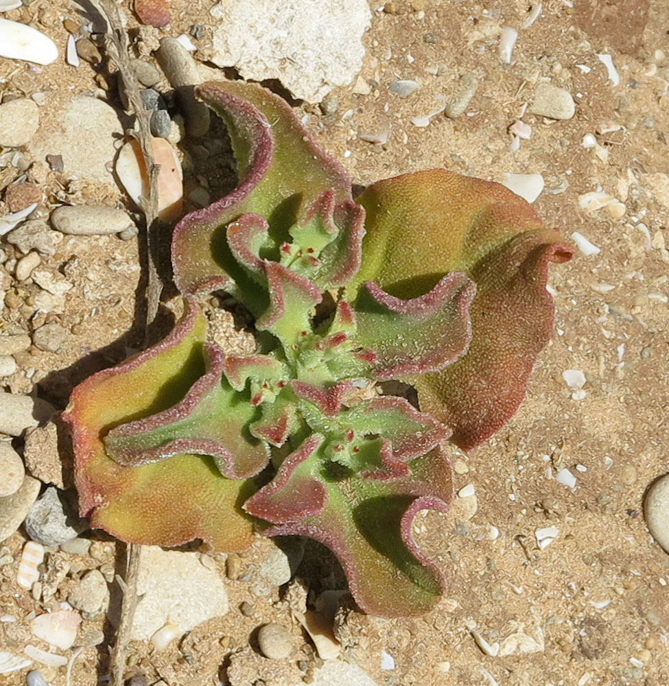 Image of Mesembryanthemum crystallinum specimen.