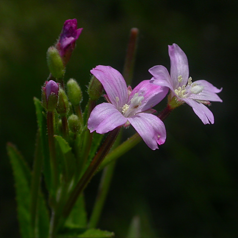 Image of Epilobium parviflorum specimen.