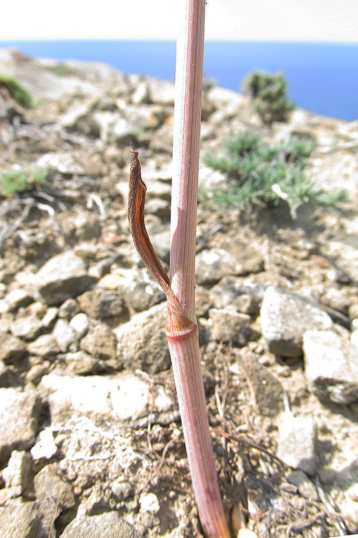 Image of Ferula caspica specimen.