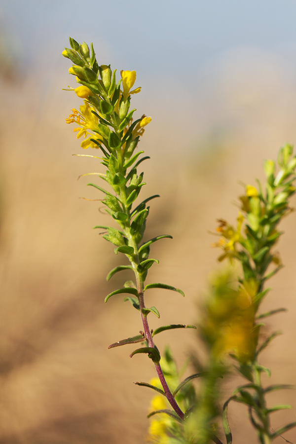 Изображение особи Orthanthella lutea.