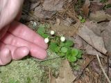 Moneses uniflora. Растения с бутонами. Камчатский край.