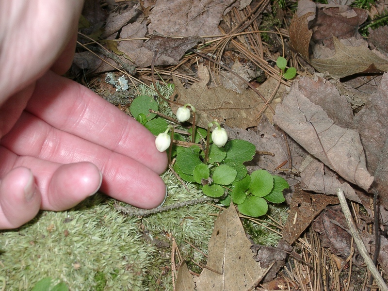 Image of Moneses uniflora specimen.