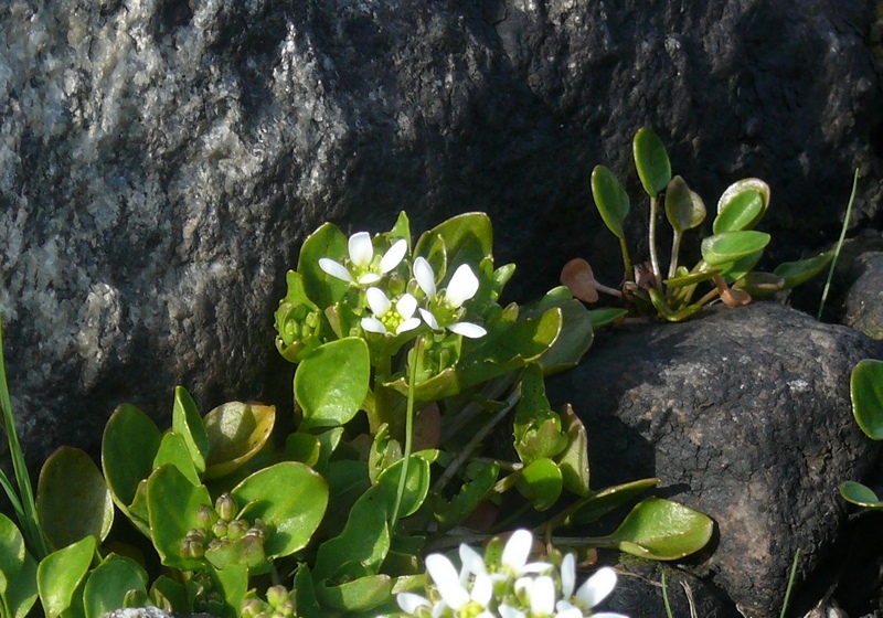 Изображение особи Cochlearia officinalis ssp. norvegica.