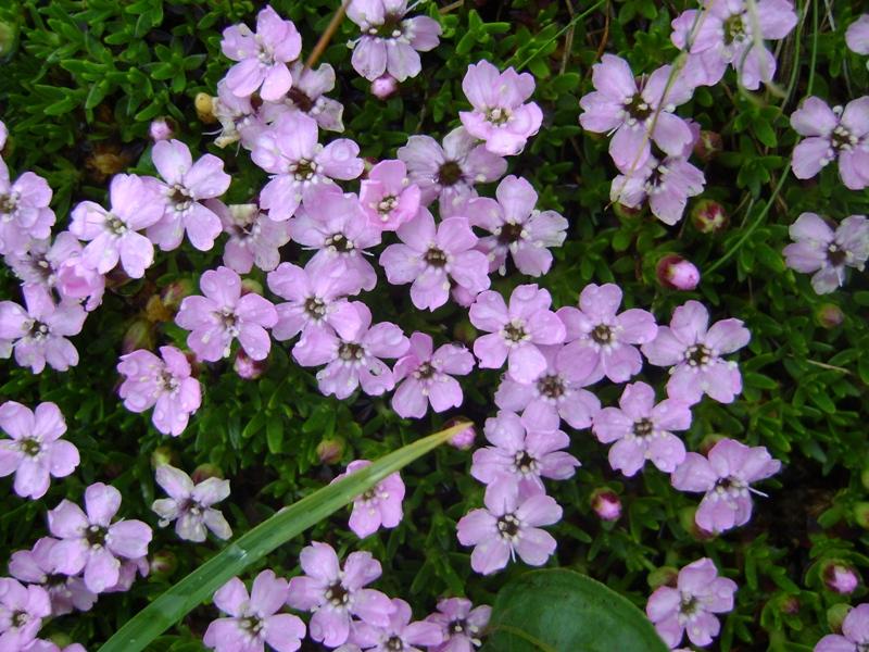 Image of Silene acaulis specimen.