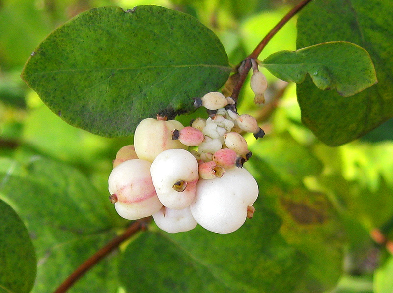 Изображение особи Symphoricarpos albus var. laevigatus.