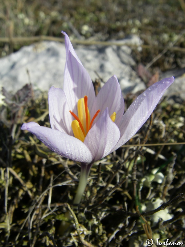 Изображение особи Crocus pallasii.