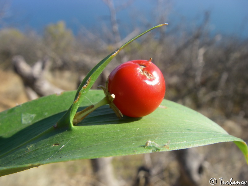 Image of Ruscus hypoglossum specimen.