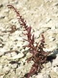 Lipandra polysperma