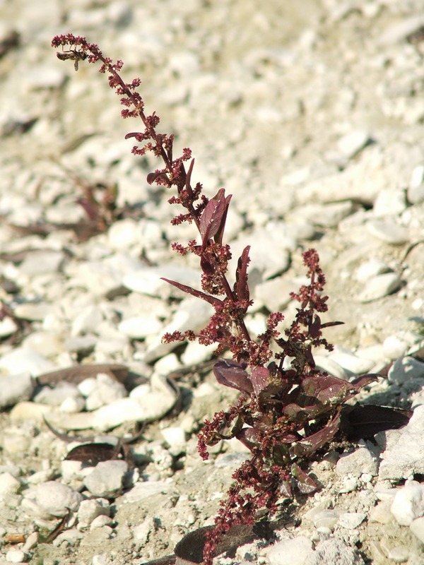 Изображение особи Lipandra polysperma.
