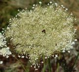 Daucus carota