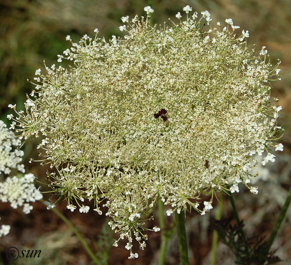 Изображение особи Daucus carota.