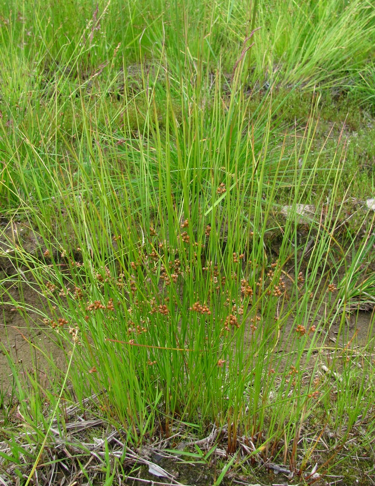 Image of Juncus filiformis specimen.