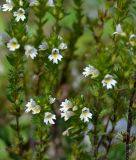 род Euphrasia. Верхушки цветущих растений. Адыгея, плато Лаго-Наки. 17.09.2015.