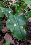 Arum italicum ssp. albispathum